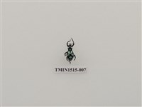 藏品(鞘翅目(一))的圖片